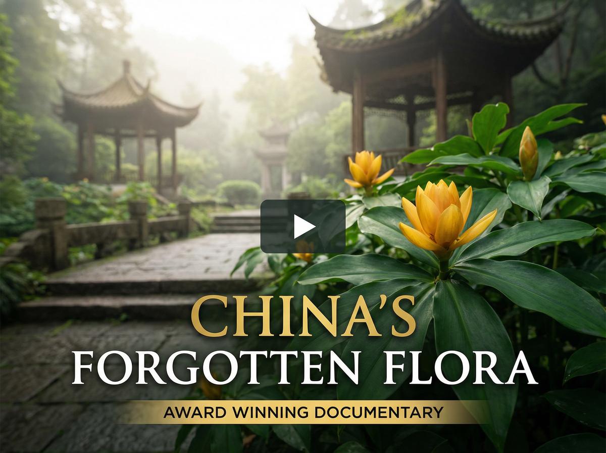 看片获奖视频-中国消失的植物纪录片